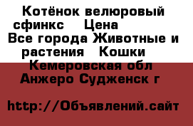 Котёнок велюровый сфинкс. › Цена ­ 15 000 - Все города Животные и растения » Кошки   . Кемеровская обл.,Анжеро-Судженск г.